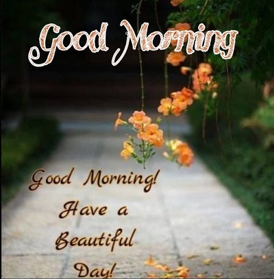 Amazing Images of Good Morning Wishes with Flowers Amazing Images of Good Morning Wishes with Flowers