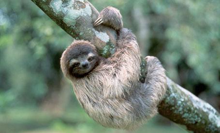 Fun Animals Wiki, Videos, Pictures, Stories: 6 of The Slowest Animals On  The Planet