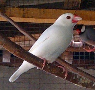 Ciri Ciri Fisik Dan Mengenal Dekat Jenis Burung Gelatik Putih