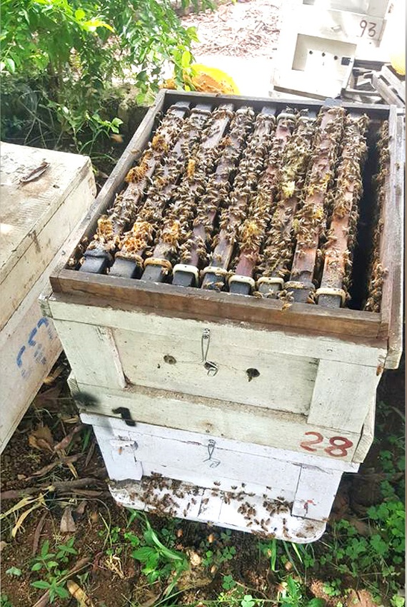 Пчеловодство Бизнес План Пчеловодство Бизнес План