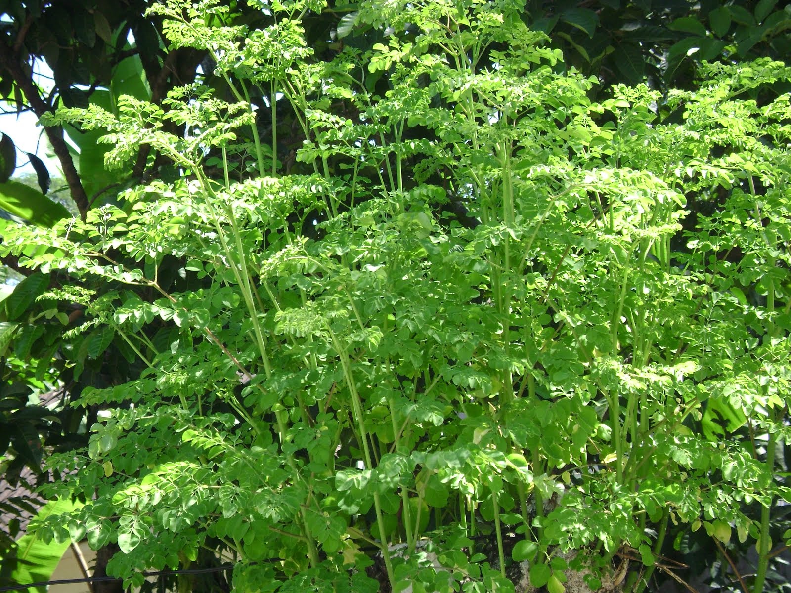 Moringa oleifera, Lamm