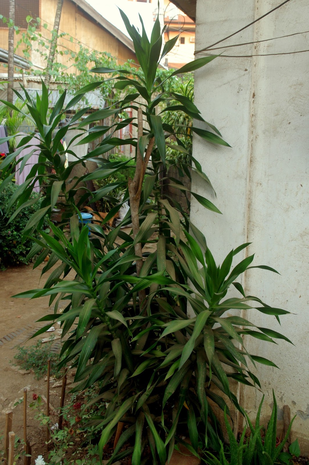 noel autor Dracaena Fragrans (Corn Plant)