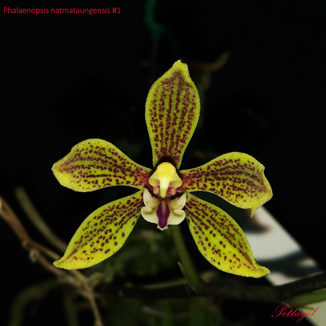 Phalaenopsis natmataungensis