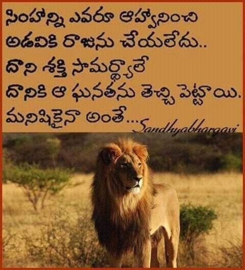 11 Lion Quotes In Telugu 1 Train Hard Quotes 11 lion quotes in telugu 1 train