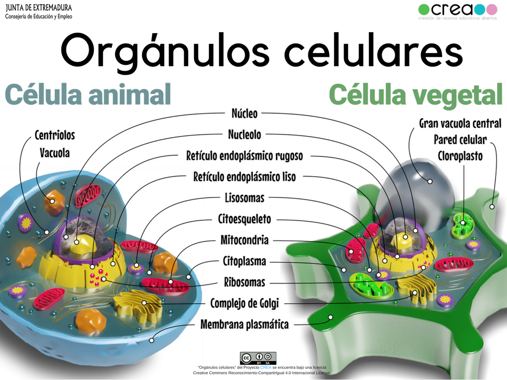 Esquema De La Celula Con Sus Organelos Consejos Celulares Kulturaupice