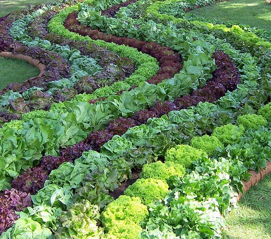 Florida Edible Landscaping