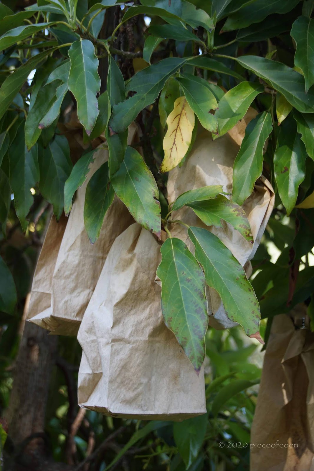 Protecting Avocados from Rats, Squirrels, and Opossums