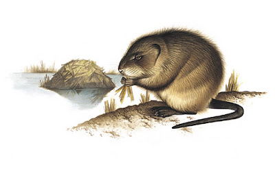 Muskrat