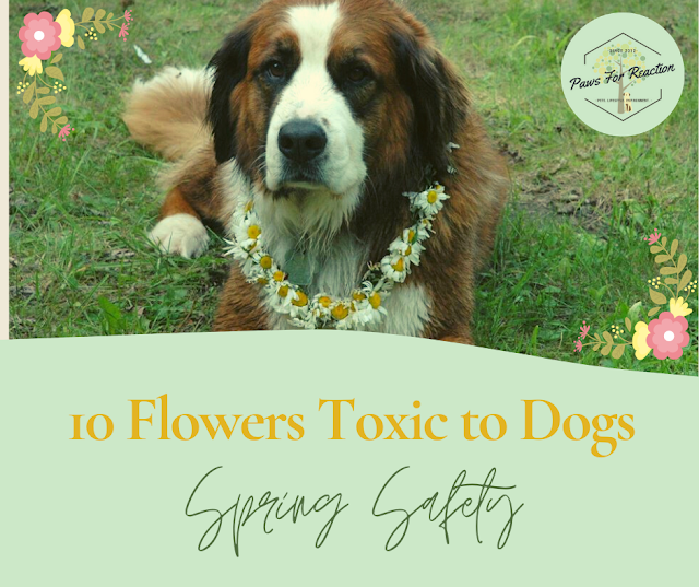 Spring safety 10 common flowers toxic to dogs Paws for Reaction