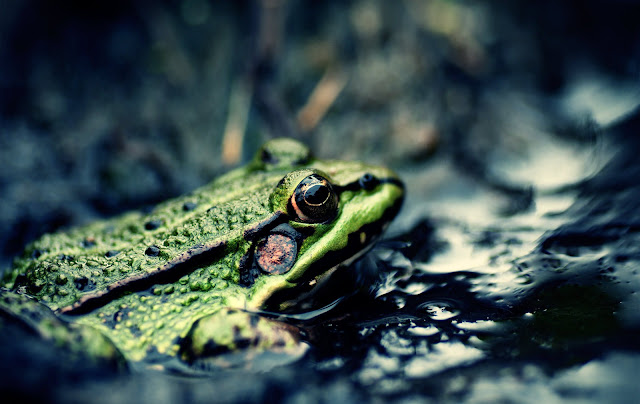 Edible Frog | The Biggest Animals Kingdom