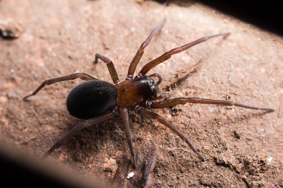 Argentina nativa Metaltella simoni
