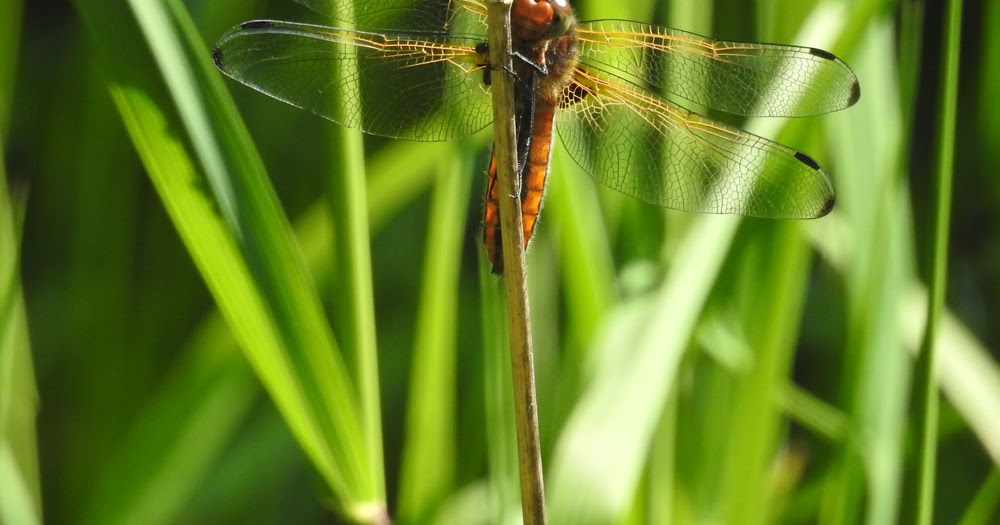 Axe Birding: Insects