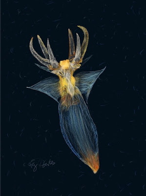 digital drawing of a sea angel - a translucent creature against a very dark blue background with an ovoid body and a set of six tentacle-like appendages curving out from around the centre of its head like particularly aggressive stamens. It has two disproportionately small, pointed "wings" either side of its neck which greatly resemble the collar of Doctor Strange's cloak. The creature is backlit so that all its edges glow, ranging from a mostly bluish body and wings, an orange bottom, and a yellow head. the tentacles range from very pale yellow to dark orange in colour. You know the creatures from the first season of Stranger Things? A bit like that. There is a faint signature in pale blue which reads "Fay Roberts".