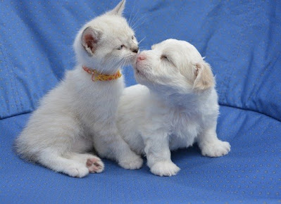 Bichon maltes besando a un gato