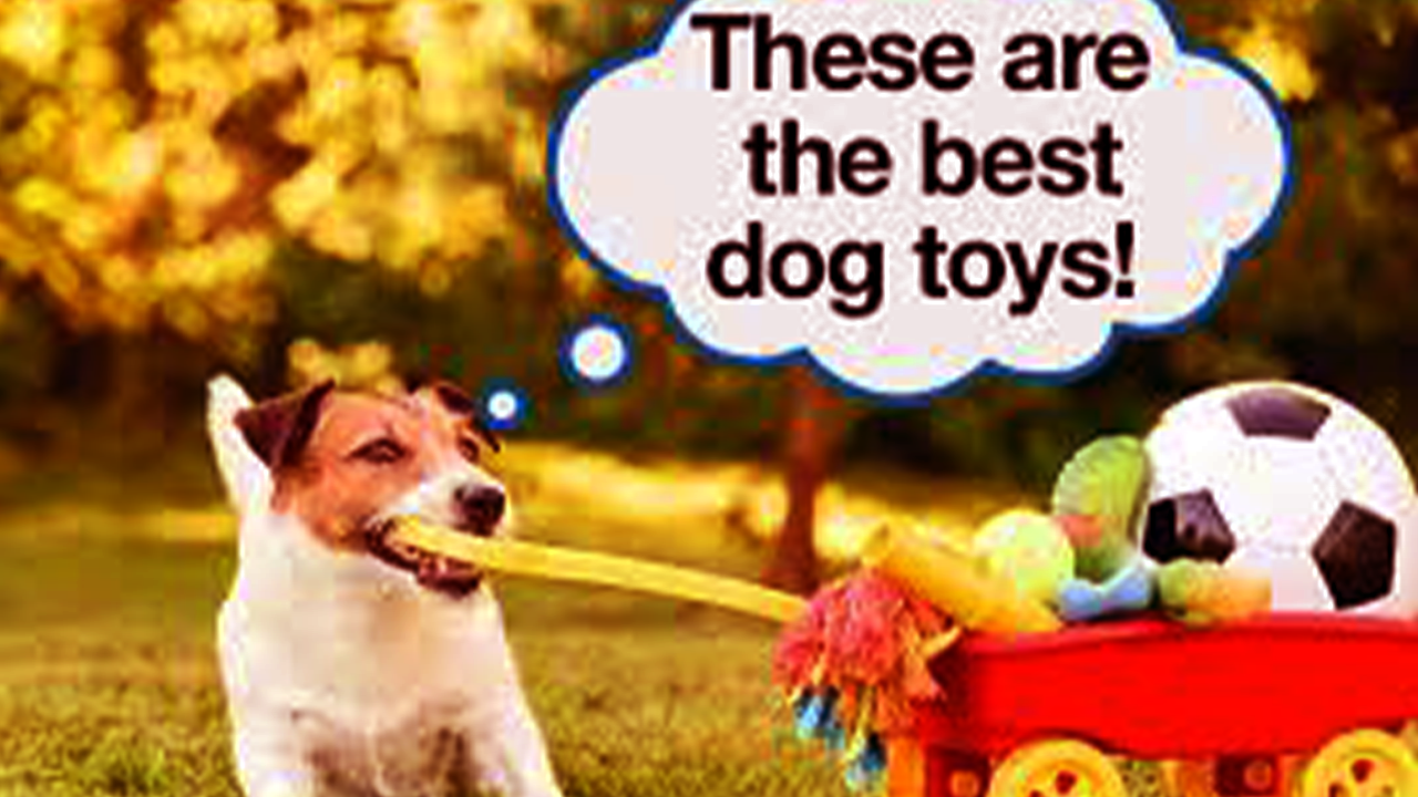 Dog Toys For The Brain, Teeth And Feet