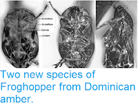https://sciencythoughts.blogspot.com/2014/09/two-new-species-of-froghopper-from.html