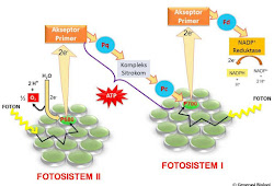 Perhatikan Diagram Tahapan Proses Katabolisme Glukosa Dibawah Ini Hasil Akhir Dari Proses Yang Berlangsung Di X Adalah Blog Pak Pandani