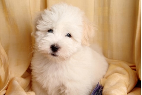 cara merawat anjing Coton de Tulear