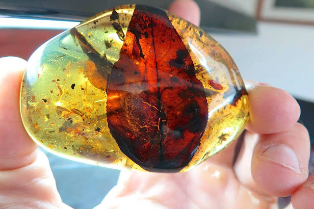 Pictures: Types of Amber 