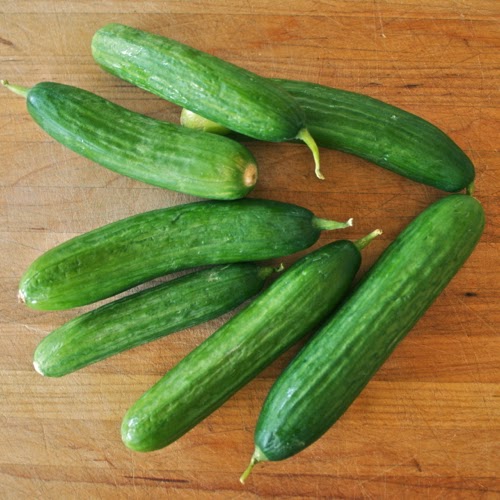 Tarım Siteniz Salatalık Çeşitleri (Cucumber Varieties)
