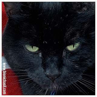 Black Cat Appreciation Day with Parsley aka Special Sauce The Sunday Selfies Blog Hop @BionicBasil®