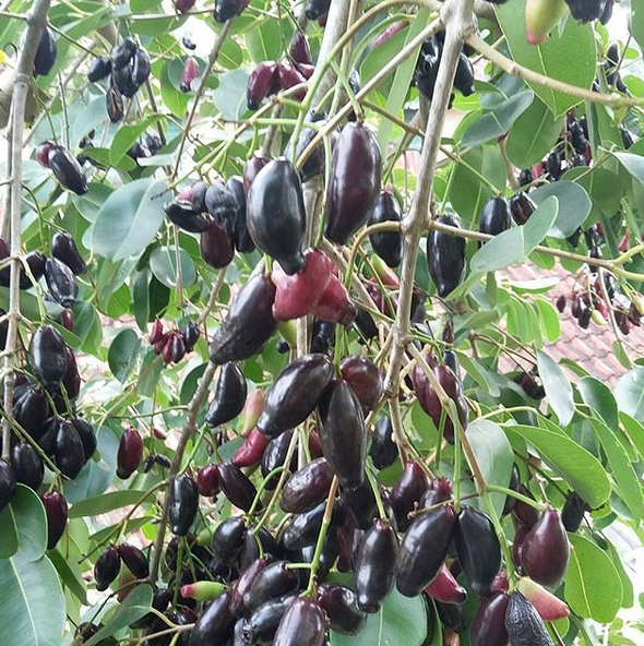 Gambar Pohon Buah Duwet Gambar Bagian Tumbuhan