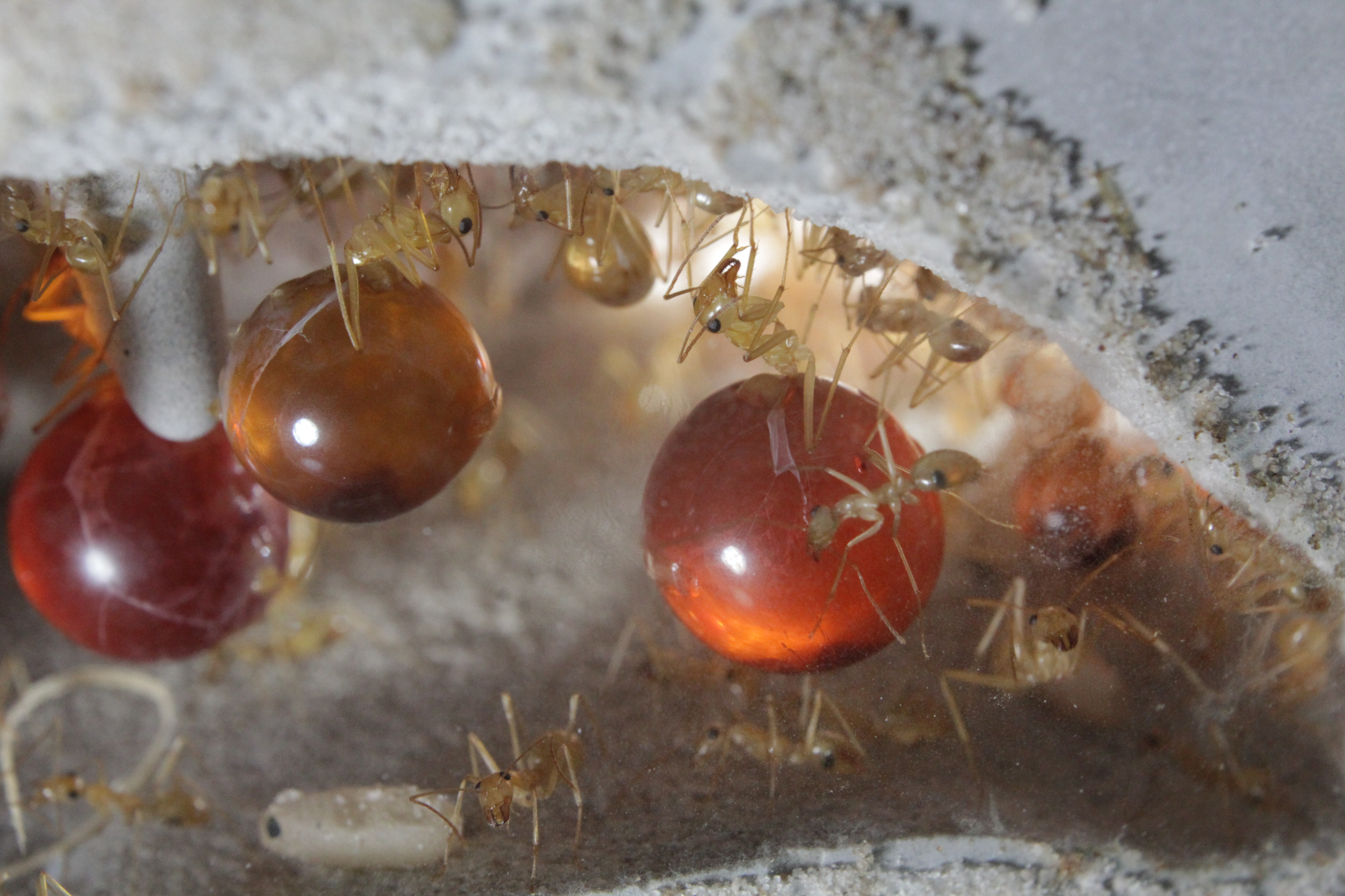 My Experience Raising Honeypot Ants 3/9/2020