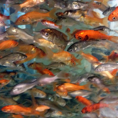 Over populated with fish aquarium