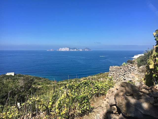 La Vendemmia {The Wine Harvest on the Island of Ponza} 