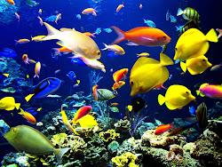 coral reef habitats animals most fish reefs bright colorful ocean creatures sea colored coloured tropical marine barrier found genesis nature