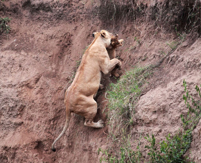 lioness saves cub from death