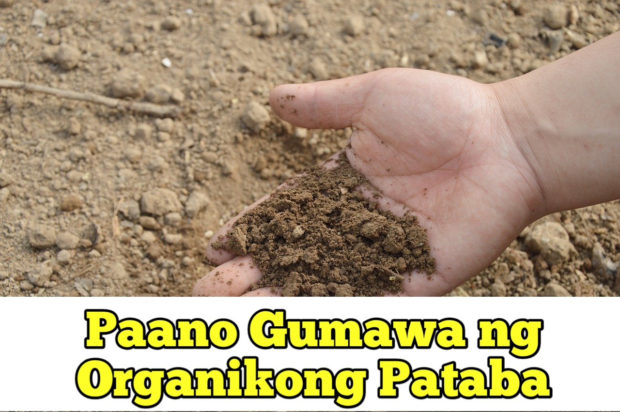 Paano Gumawa ng Organikong Pataba - Magtanim ng Gulay