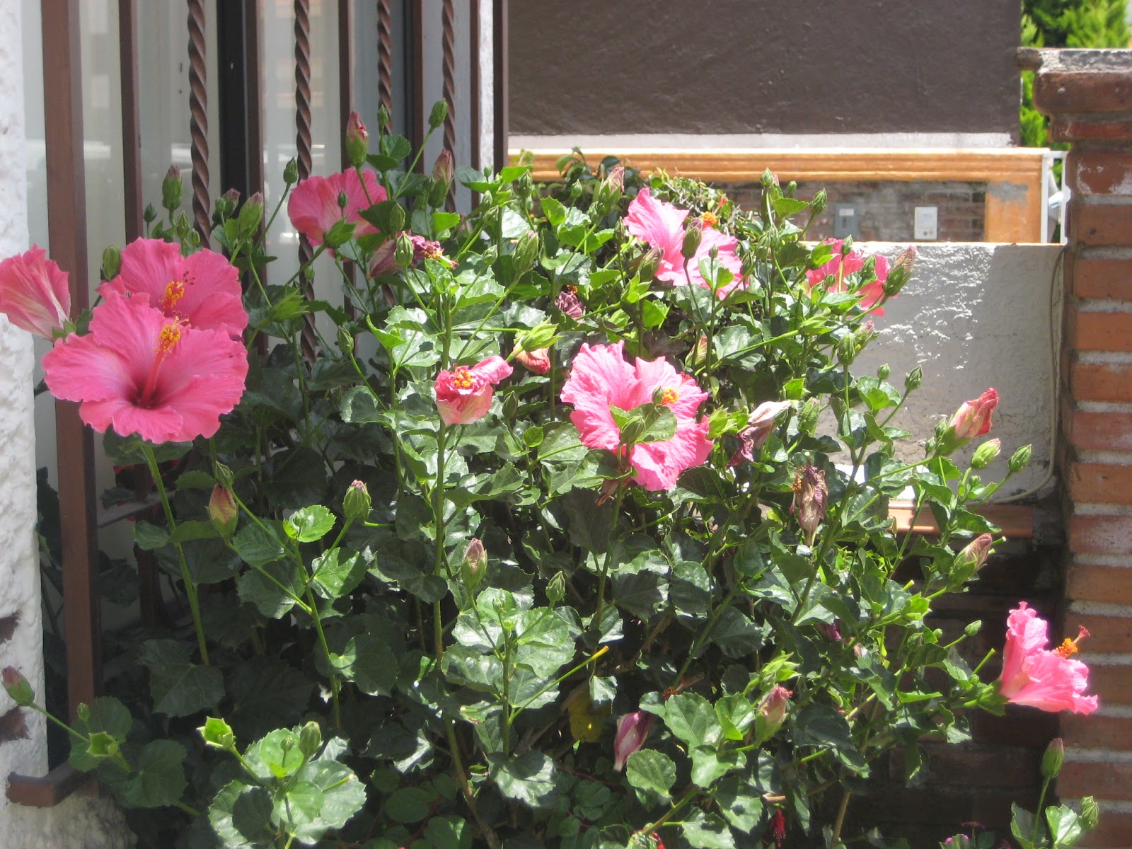 Qué chula es Cholula: Fiestas patrias