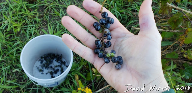 how to make wine, wild grapes