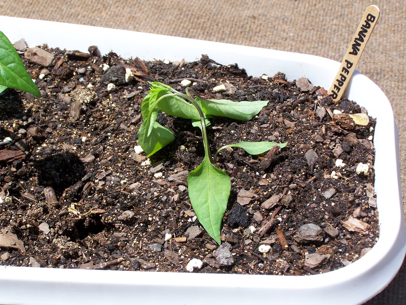 Captive Roots Plants Wilting in the Cold