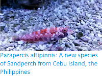 https://sciencythoughts.blogspot.com/2017/12/parapercis-altipinnis-new-species-of.html