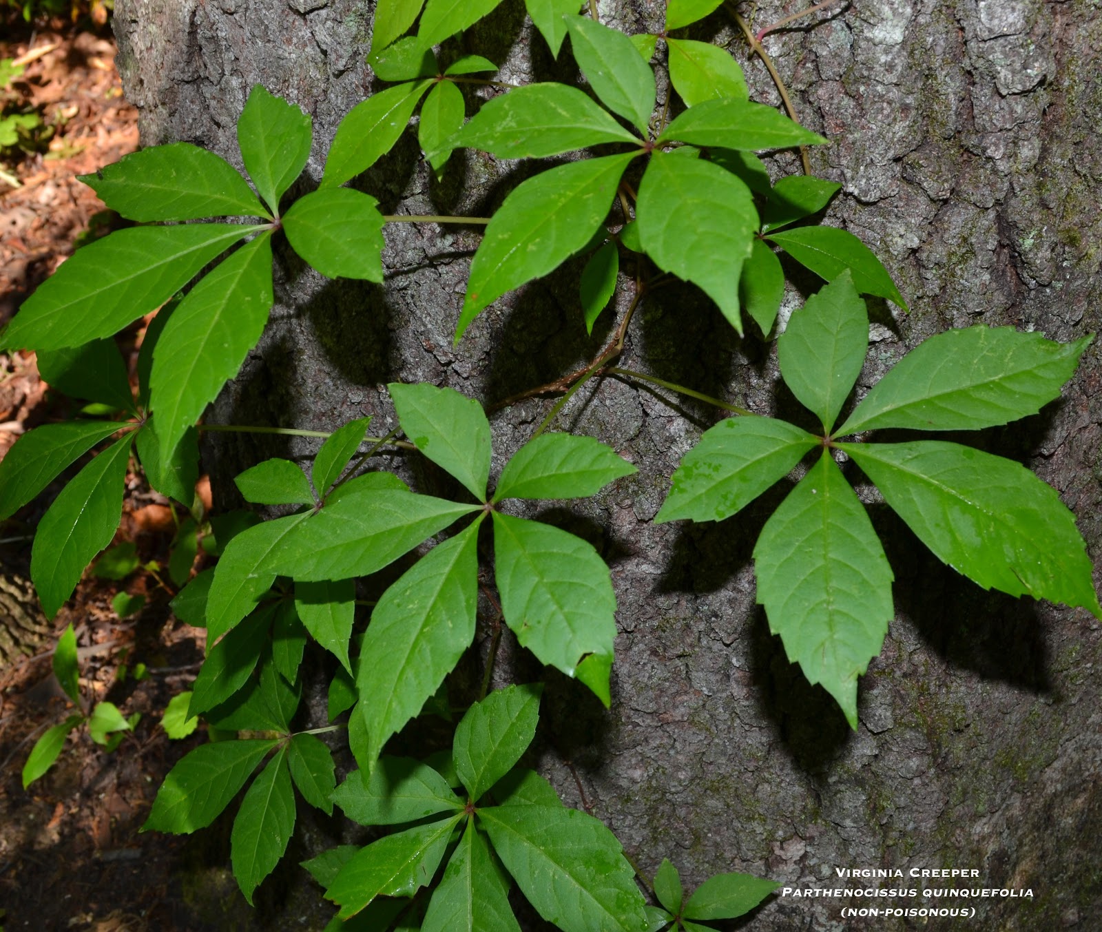 Phillip's Natural World Florida's 4 Common Poisonous Plants