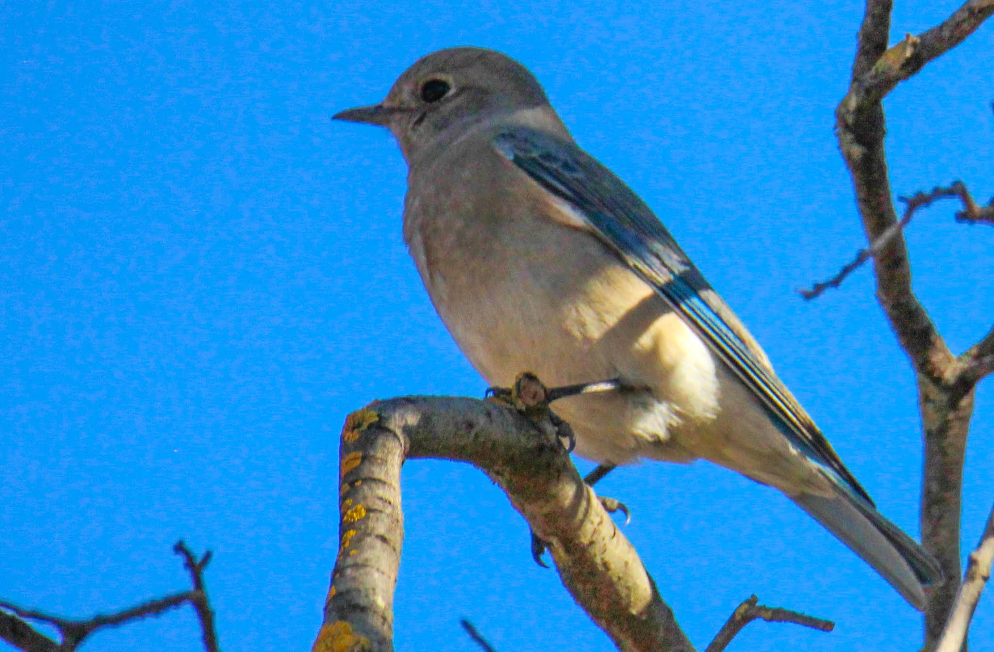 Cannundrums: Mountain Bluebird (Female)