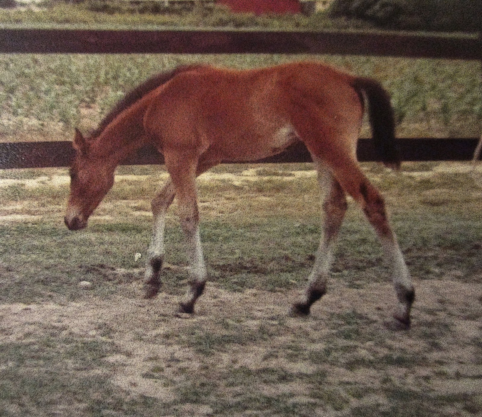 the-skoog-farm-journal-happy-birthday-berlin