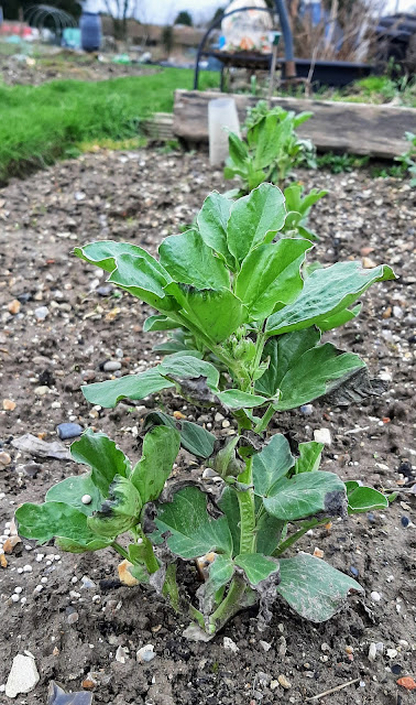 Broad beans