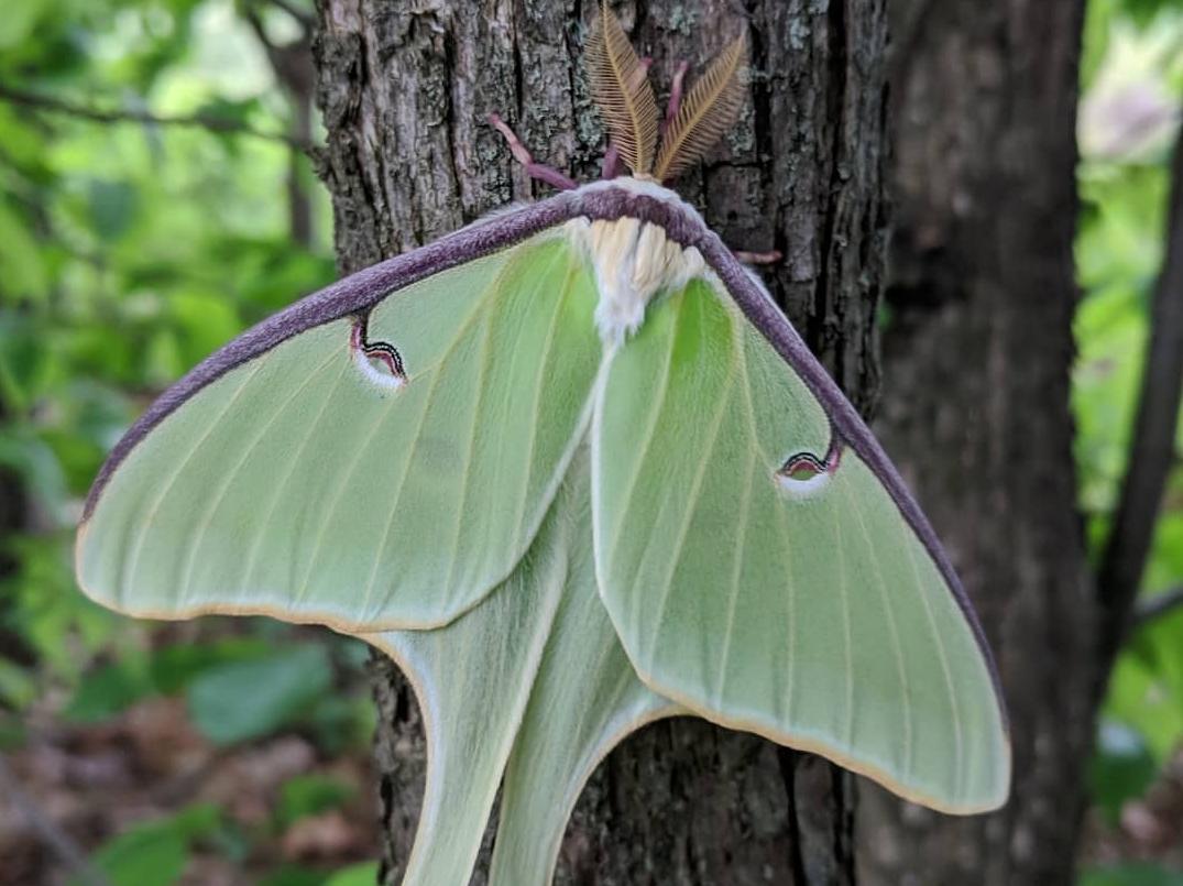 The Luna Moth (One Of The Largest Moths In World), North America, United St...