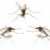 Diệt muỗi tại Hai Bà Trưng