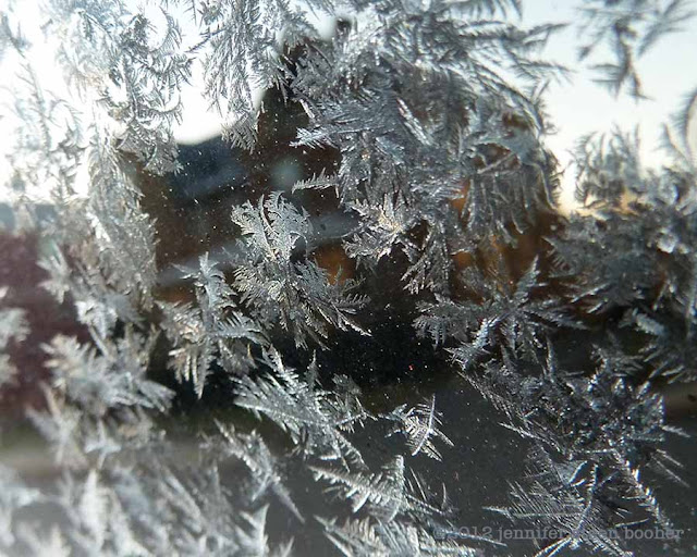 window frost fern frost ice winter frozen