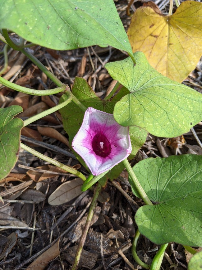 sweet potato flower