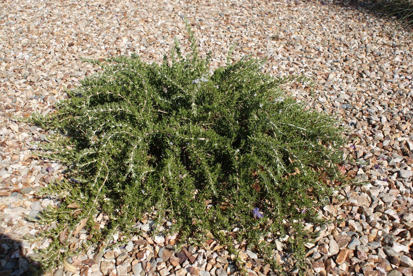 Day By Day Rosemary and Ruellia
