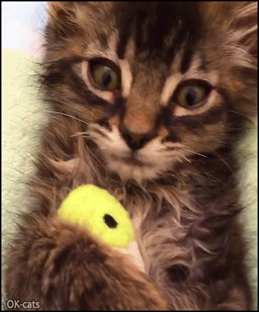 Cute Cat GIF • Cute shy Kitty hugging her duck. She wants privacy. No more video please Mom. Cute Cat GIF • Cute shy Kitty hugging her duck. She wants privacy. No more video please Mom.