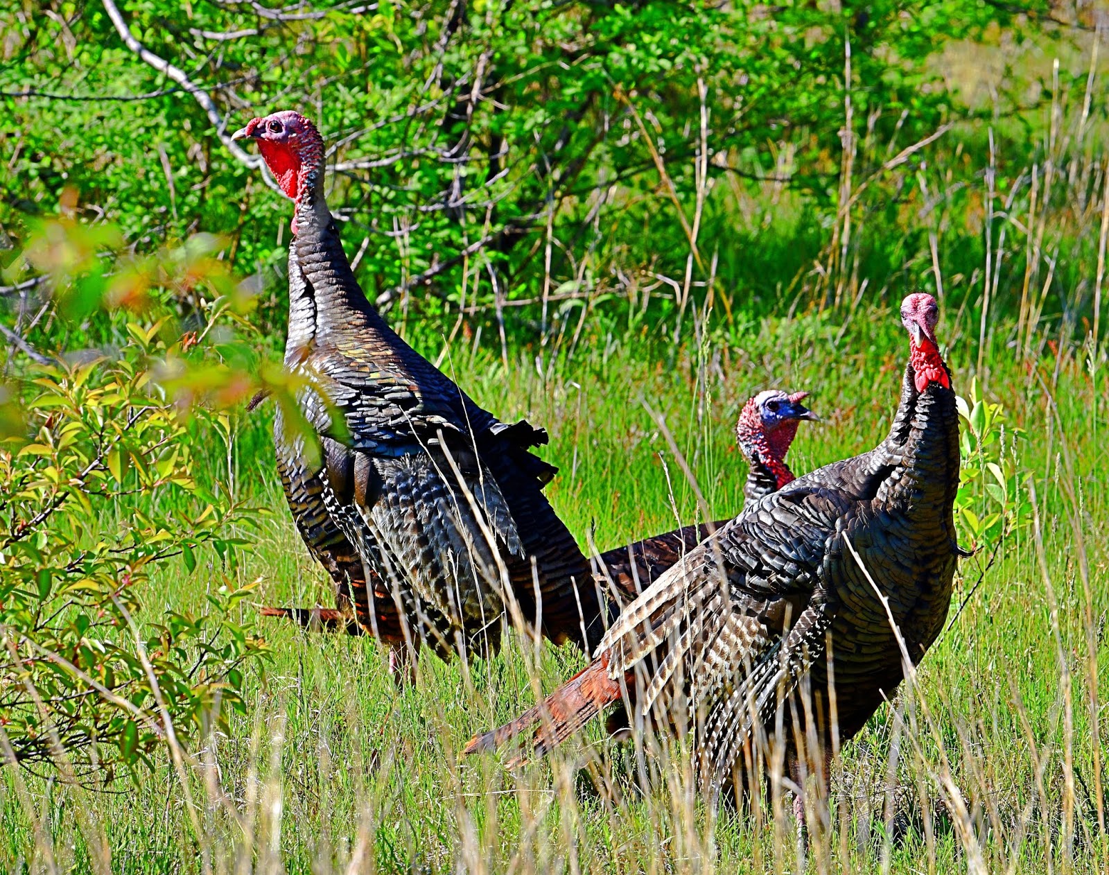 Den'sphotogallery Wild turkey portfolio