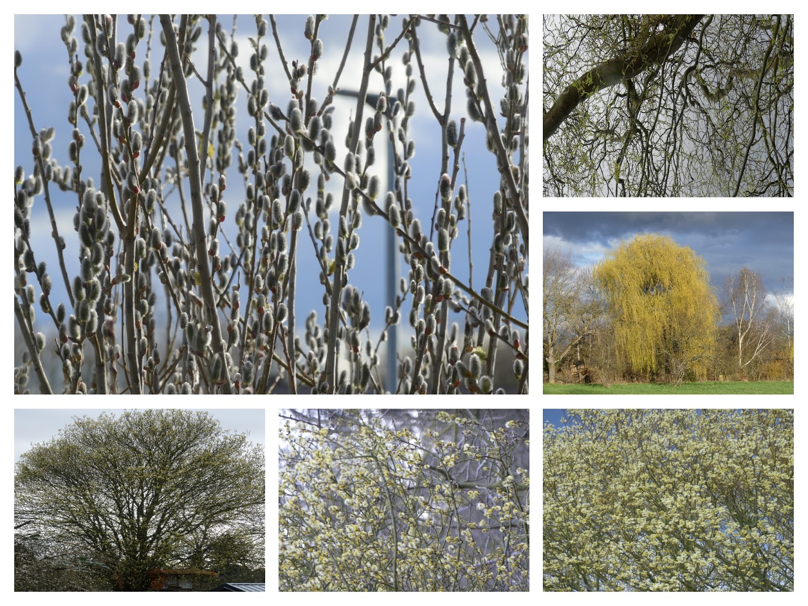 Luisengarten Alleskönner