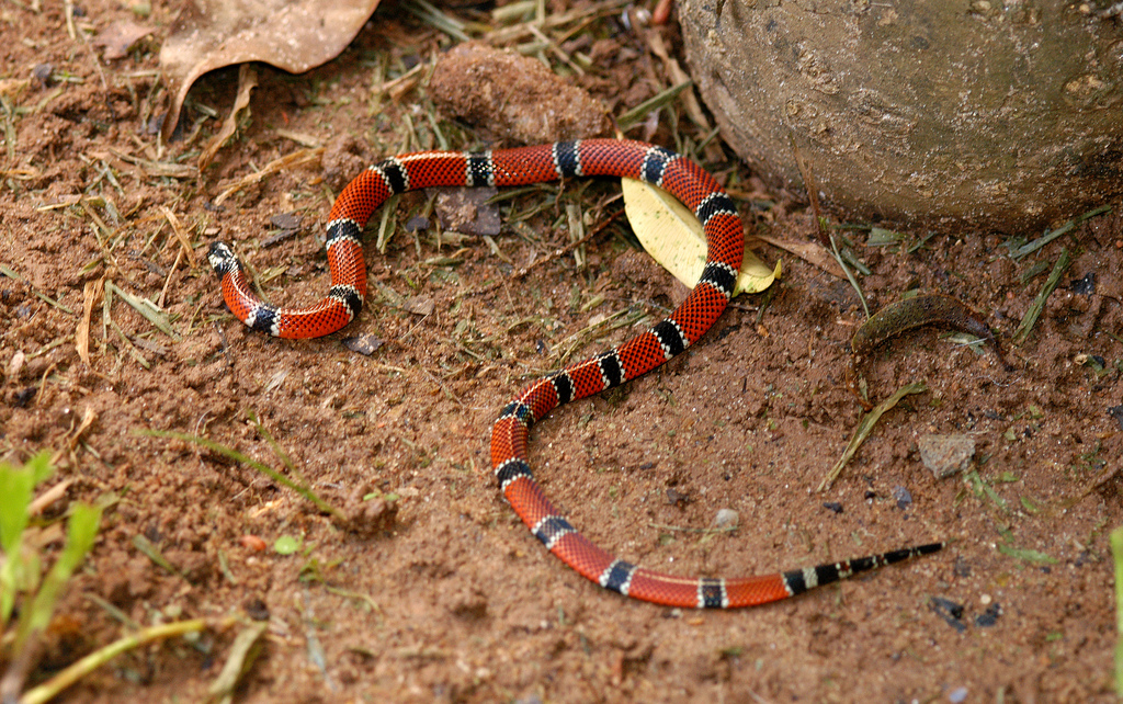 CobraCoral (Micrurus corallinus) CobraCoral (Micrurus corallinus)