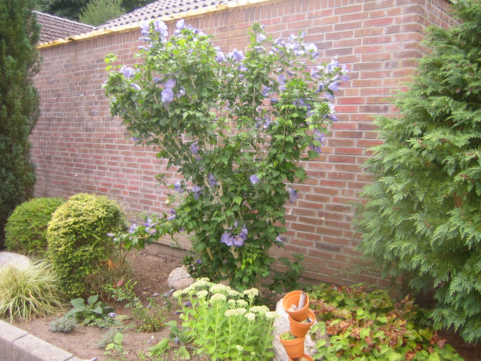 HufreheBlog Hibiskus